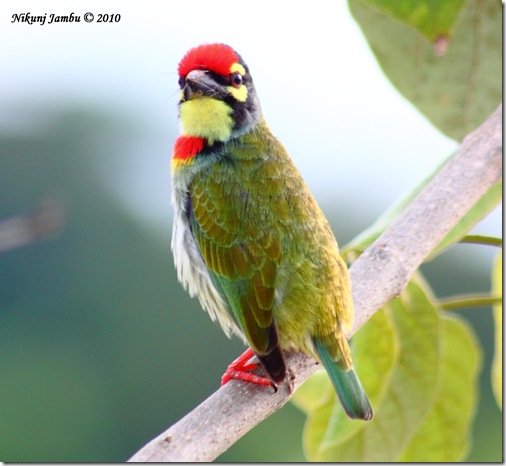 coppersmith barbet 2